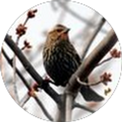 Profile photo of Bob Williams