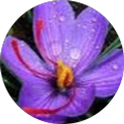 Profile photo of carla alves