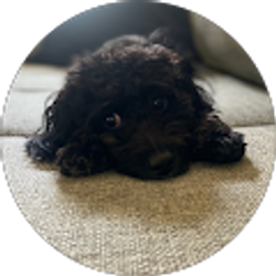 Profile photo of Tom Carman