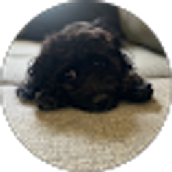 Profile photo of Tom Carman