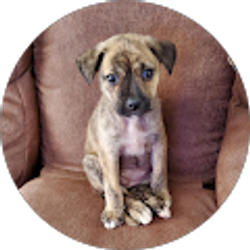 Profile photo of Diane Perry