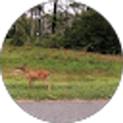 Profile photo of Tin Win