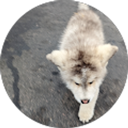 Profile photo of MIguel Benhumeah