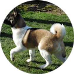 Profile photo of DRaiders4