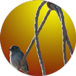 Profile photo of SHARIF REZA