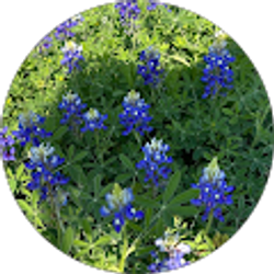 Profile photo of Tracy Jo Himple