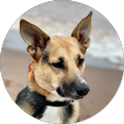 Profile photo of Steve Roberts