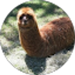 Profile photo of Kamil Dorula