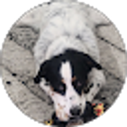 Profile photo of Chris Cannon