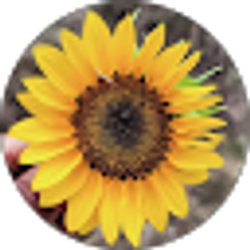 Profile photo of Bee