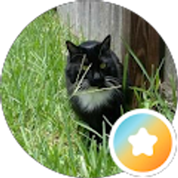 Profile photo of justagirlandhercat