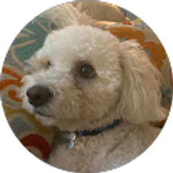 Profile photo of Ansh Gupta