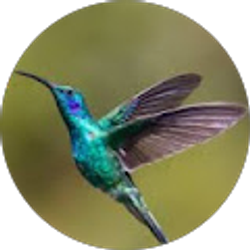 Profile photo of Hummingbirdpop