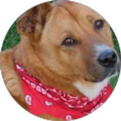 Profile photo of Diane Holenda