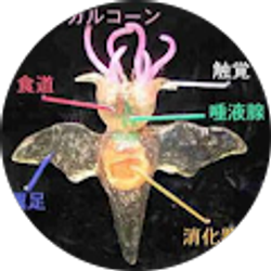 Profile photo of skunk sst