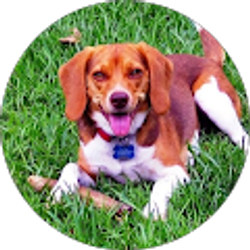 Profile photo of Paul Wyatt