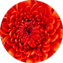 Profile photo of Dee Dee