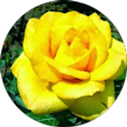 Profile photo of Maribel Rosario