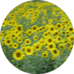 Profile photo of J Toney