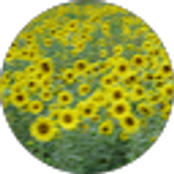 Profile photo of J Toney