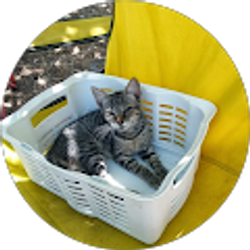 Profile photo of Petrafan777