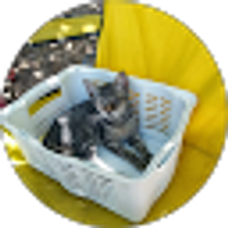 Profile photo of Petrafan777