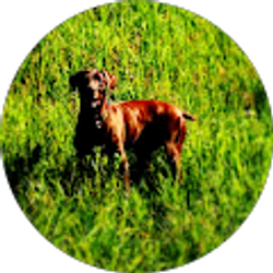 Profile photo of Allison Seidel