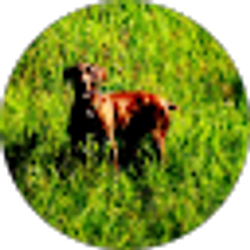 Profile photo of Allison Seidel