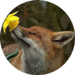 Profile photo of Debi Fox