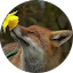 Profile photo of Debi Fox