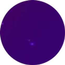 Profile photo of speedzies