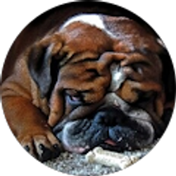 Profile photo of Techie Guy