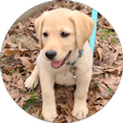 Profile photo of AZ Kennels LLC (AKC Labradors retrievers)
