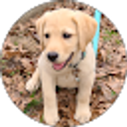 Profile photo of AZ Kennels LLC (AKC Labradors retrievers)