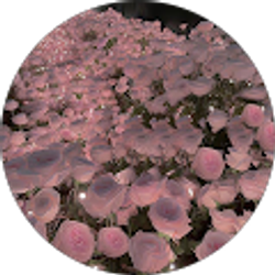 Profile photo of Basmala B