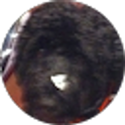 Profile photo of Michael Campagna