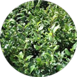 Profile photo of Port Raulston