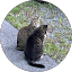 Profile photo of Robert Molta