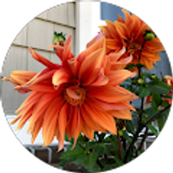 Profile photo of Donna Andis