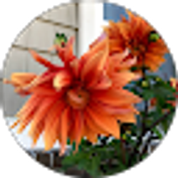 Profile photo of Donna Andis