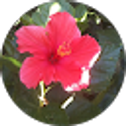 Profile photo of Allie Maxine Wilson