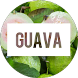 Profile photo of Guava