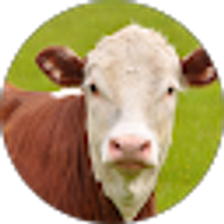 Profile photo of SeeCow