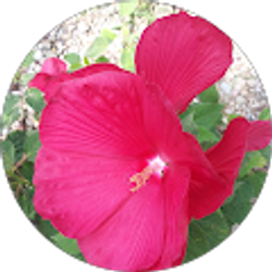 Profile photo of muffin s.