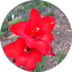 Profile photo of Jeanette Har