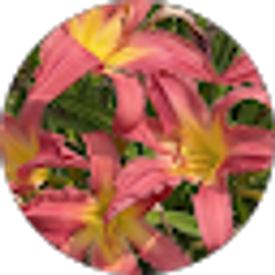 Profile photo of Emily Romiti