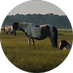 Profile photo of Jessica Davis