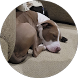 Profile photo of Joshua Cisneros