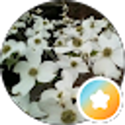 Profile photo of Christine Cella