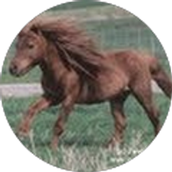 Profile photo of R S